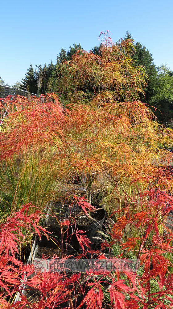 Acer palmatum Koto no ito - Herbst 2015 002.JPG